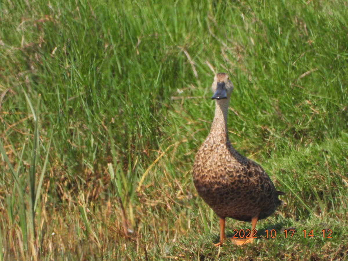 Cape Shoveler - ML498074251