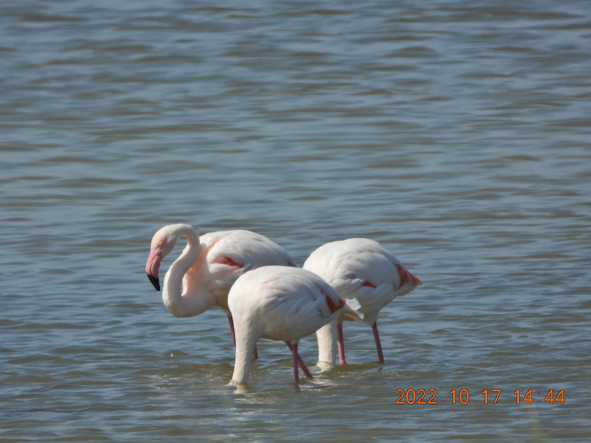 Greater Flamingo - ML498074801