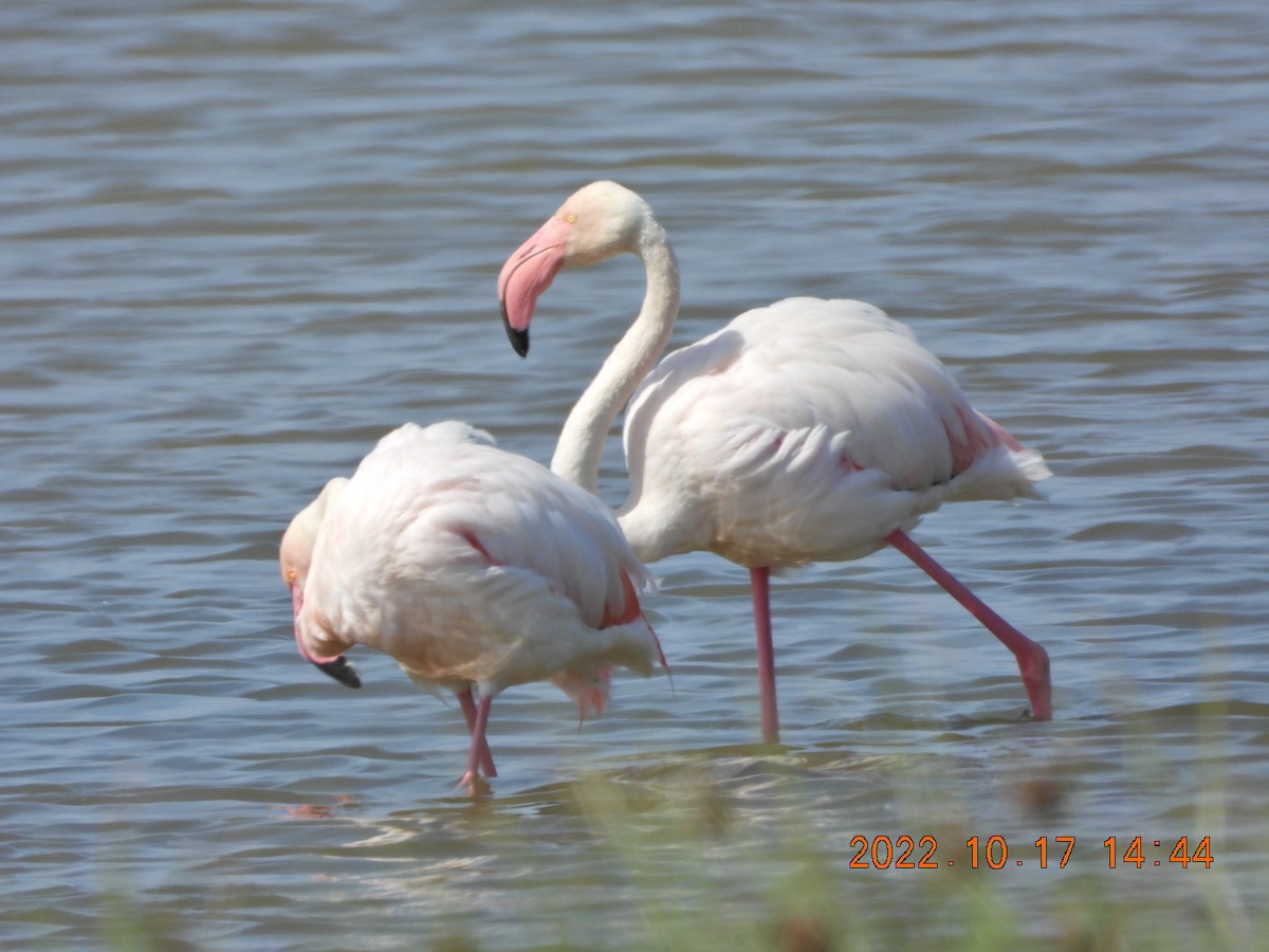 Greater Flamingo - 🦋Anne Gagnon🦋