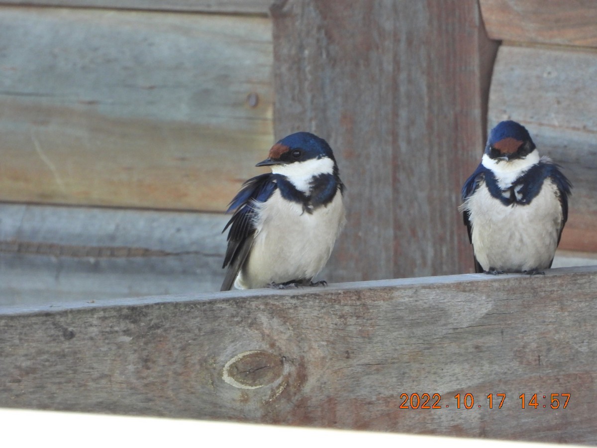 Golondrina Gorjiblanca - ML498074931