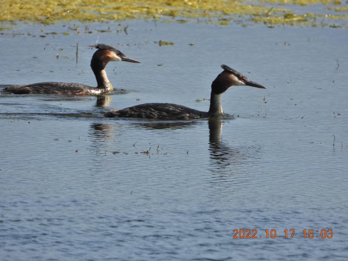 Great Crested Grebe - ML498074971