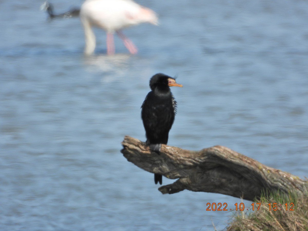 Long-tailed Cormorant - ML498075041