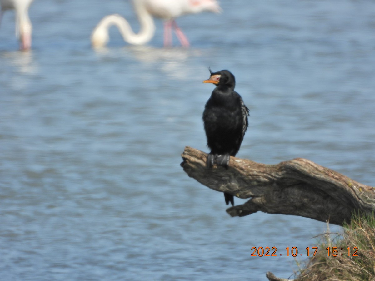 Long-tailed Cormorant - ML498075061