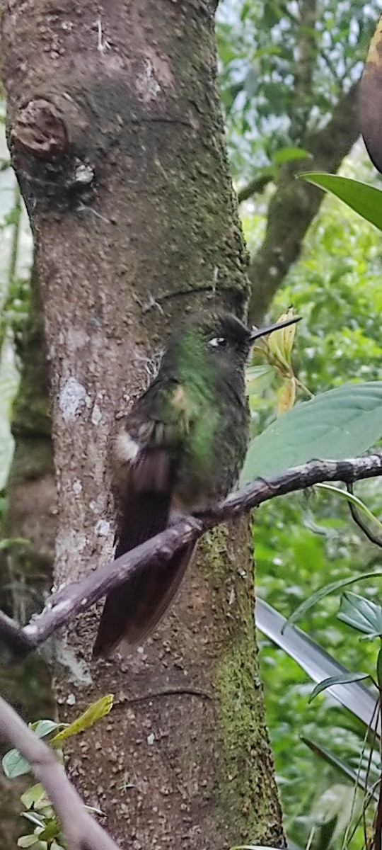 Buff-tailed Coronet - ML498075691