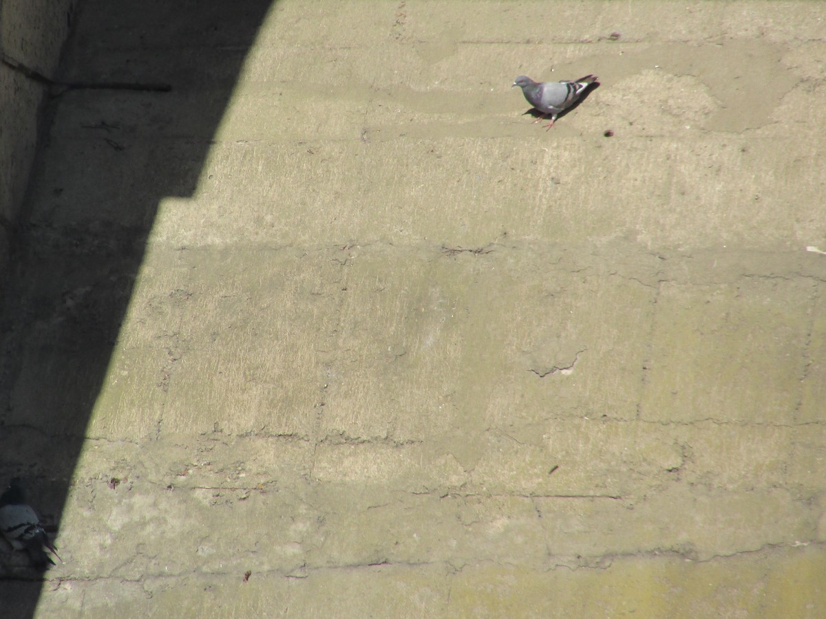 Rock Pigeon (Feral Pigeon) - ML498075921