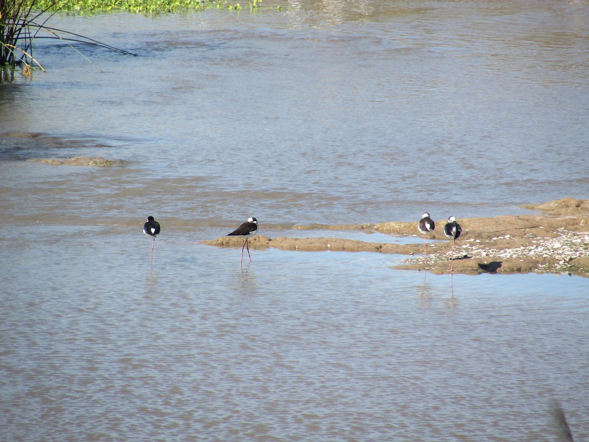 Black-necked Stilt - ML498076371