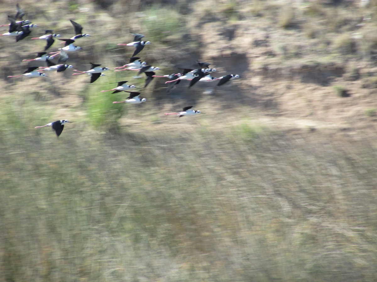 Black-necked Stilt - ML498076391