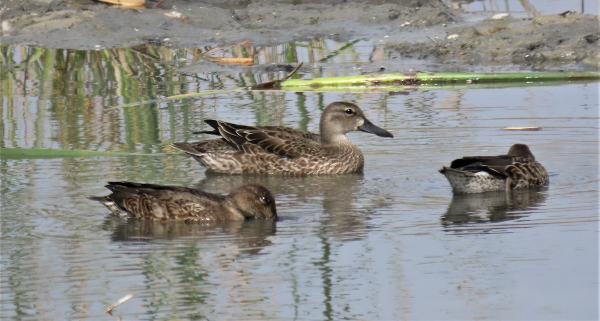 Blue-winged Teal - Robin Wolcott