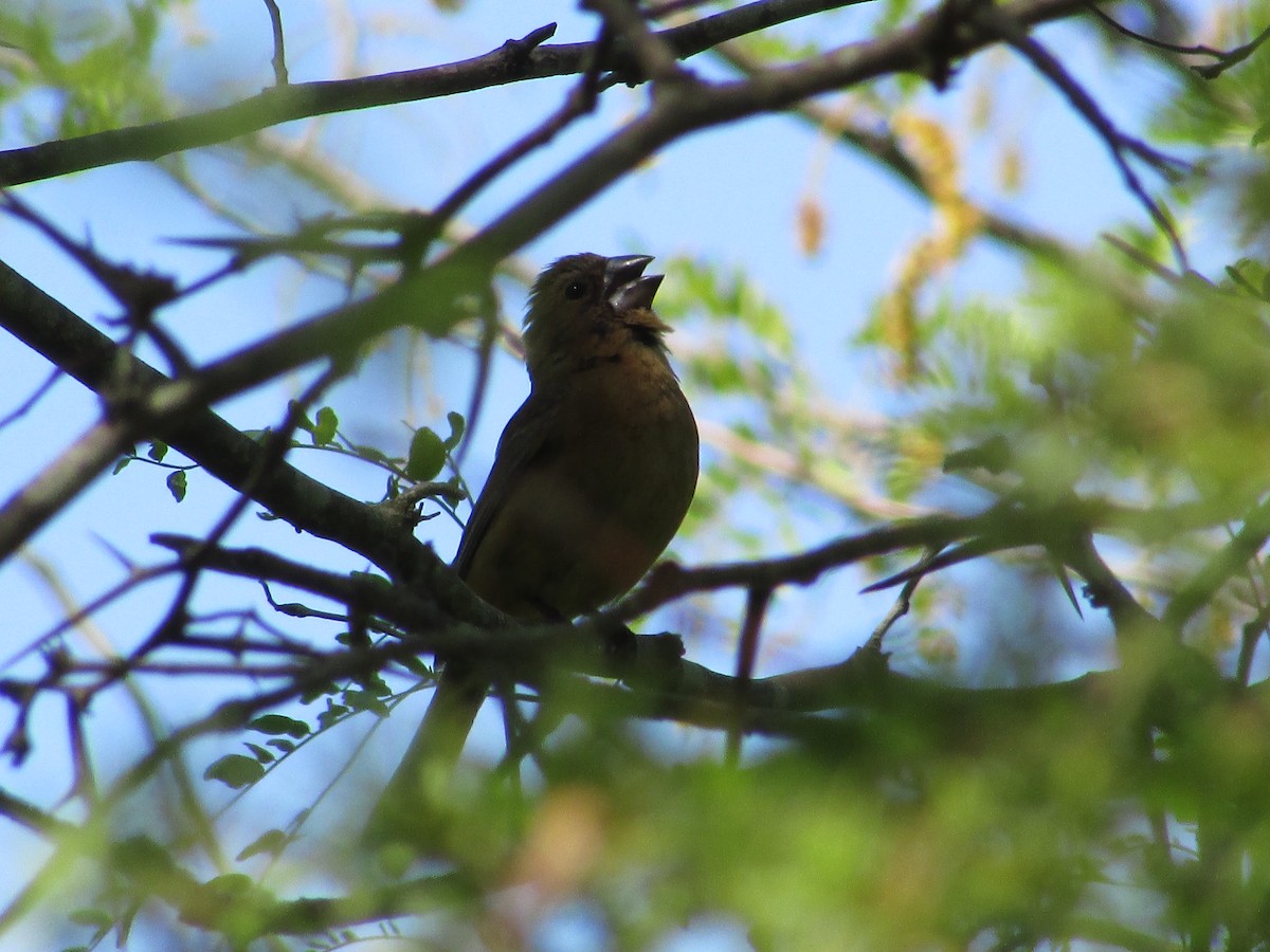 Ultramarine Grosbeak - ML498079291