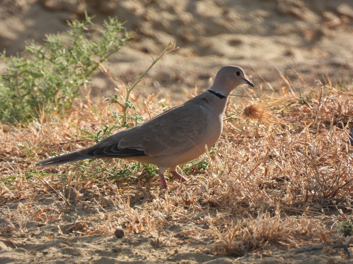 Eurasian Collared-Dove - ML498081561