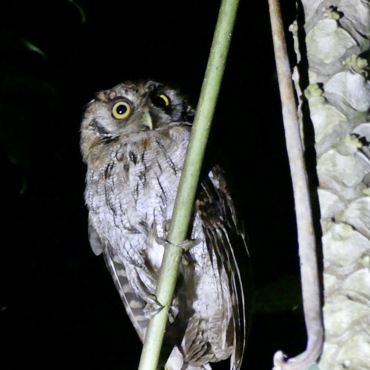 Tropical Screech-Owl - ML498081611