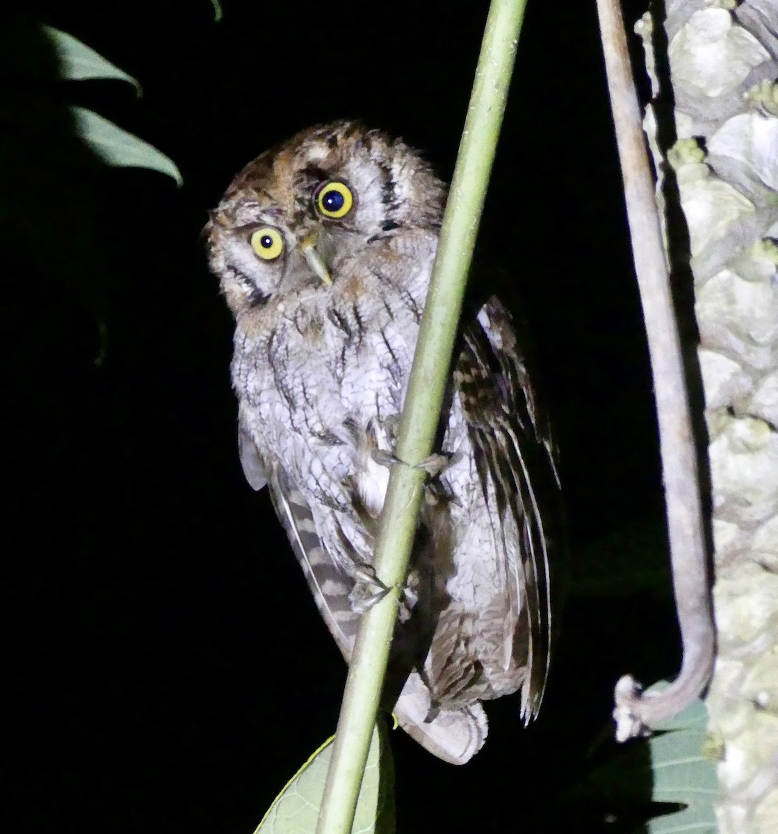 Tropical Screech-Owl - ML498081641