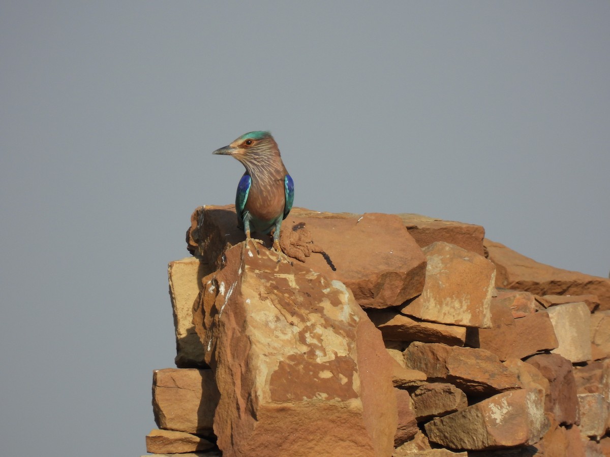 Indian Roller - ML498081771