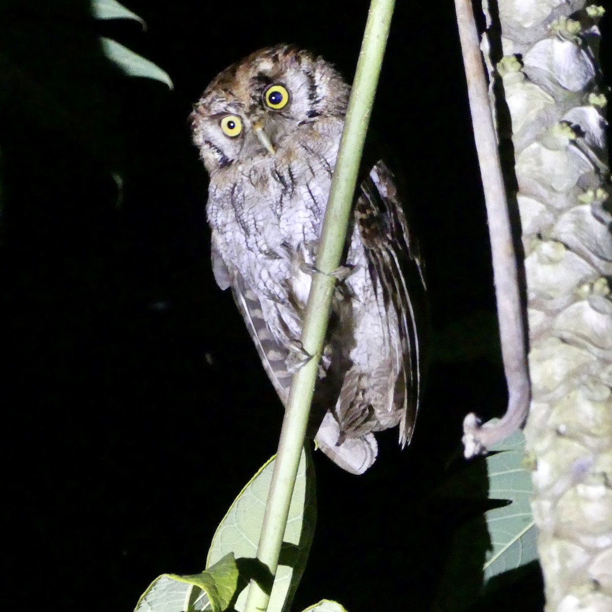 Tropical Screech-Owl - ML498082251