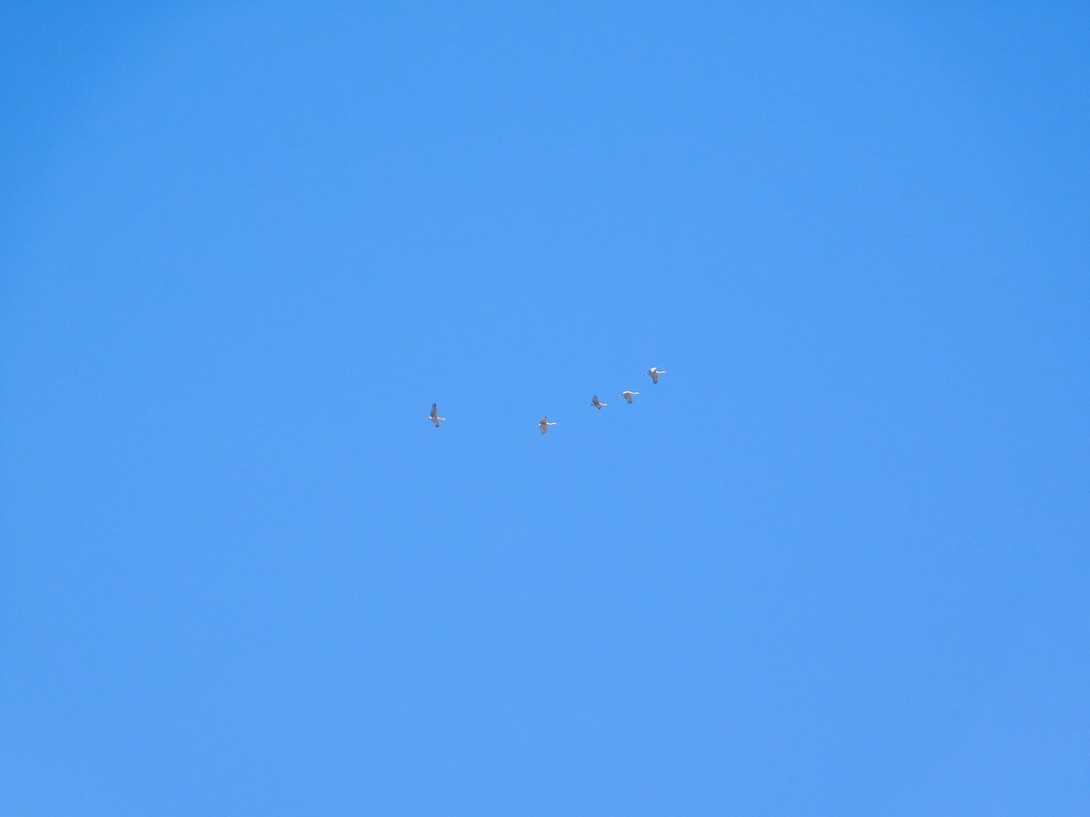 Sandhill Crane - Patrick Morgan