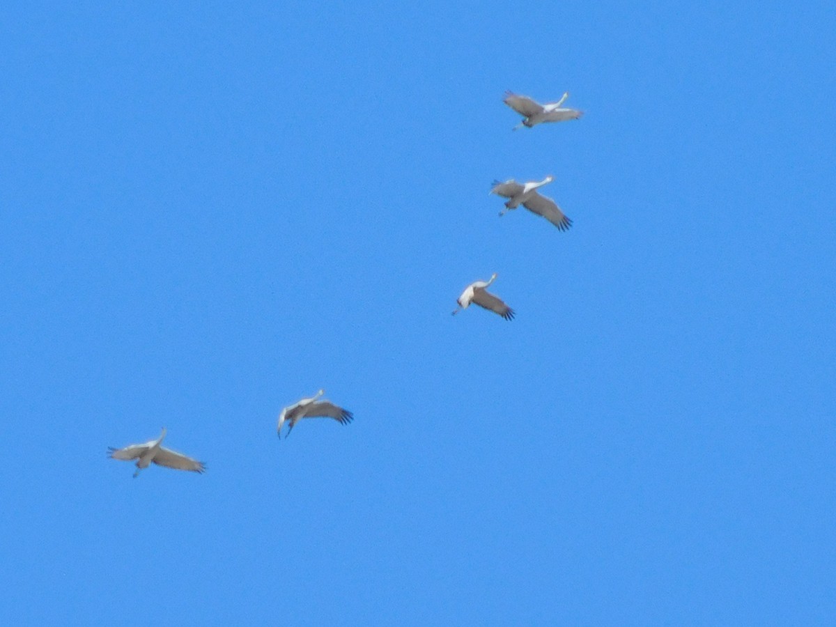 Sandhill Crane - ML498082471