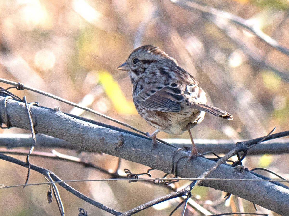 Song Sparrow - ML498083631