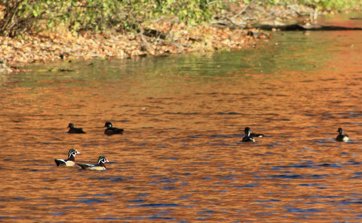 Wood Duck - ML498083981