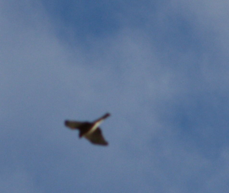 Sharp-shinned Hawk - ML498084111