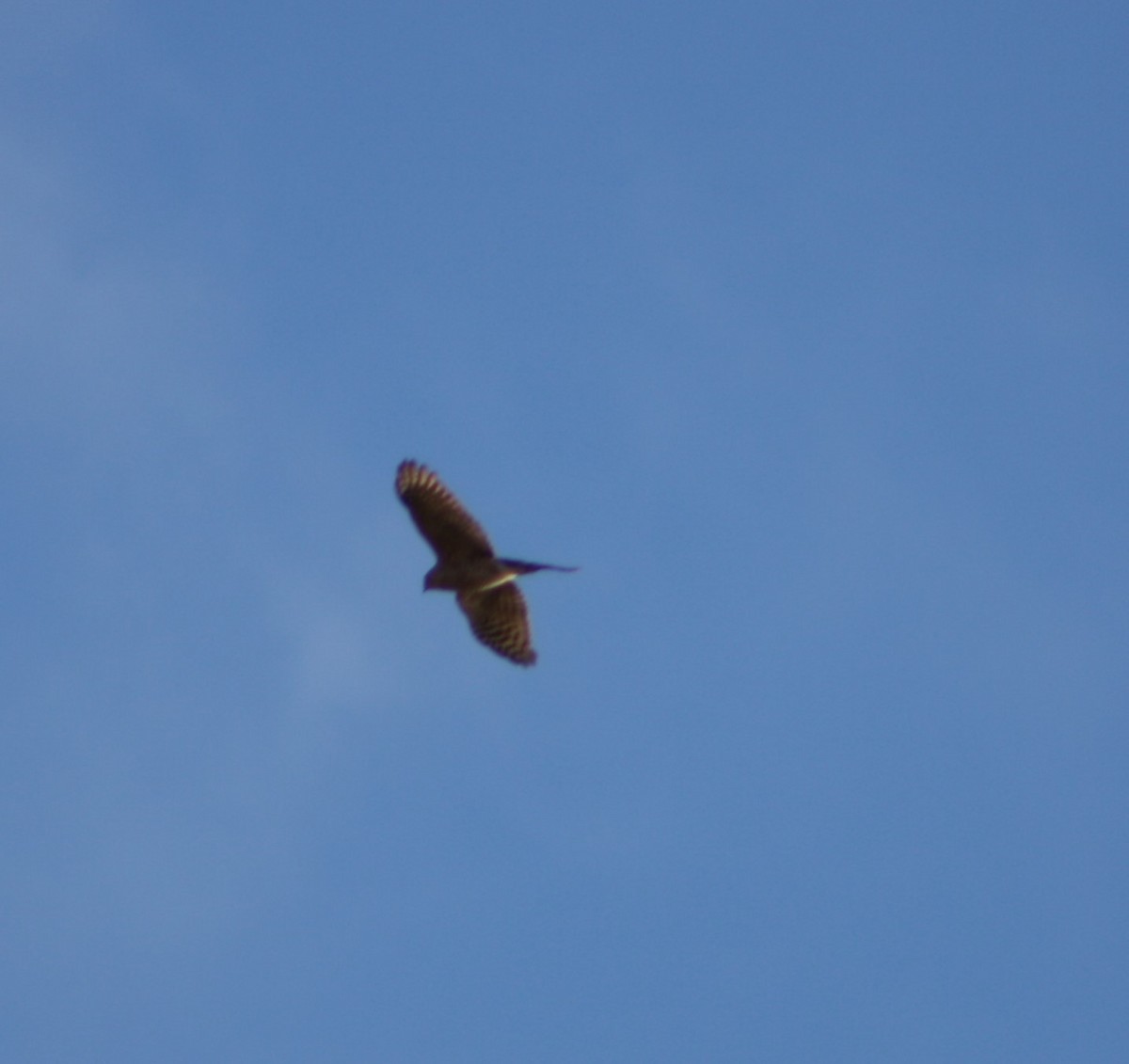 Sharp-shinned Hawk - ML498084121