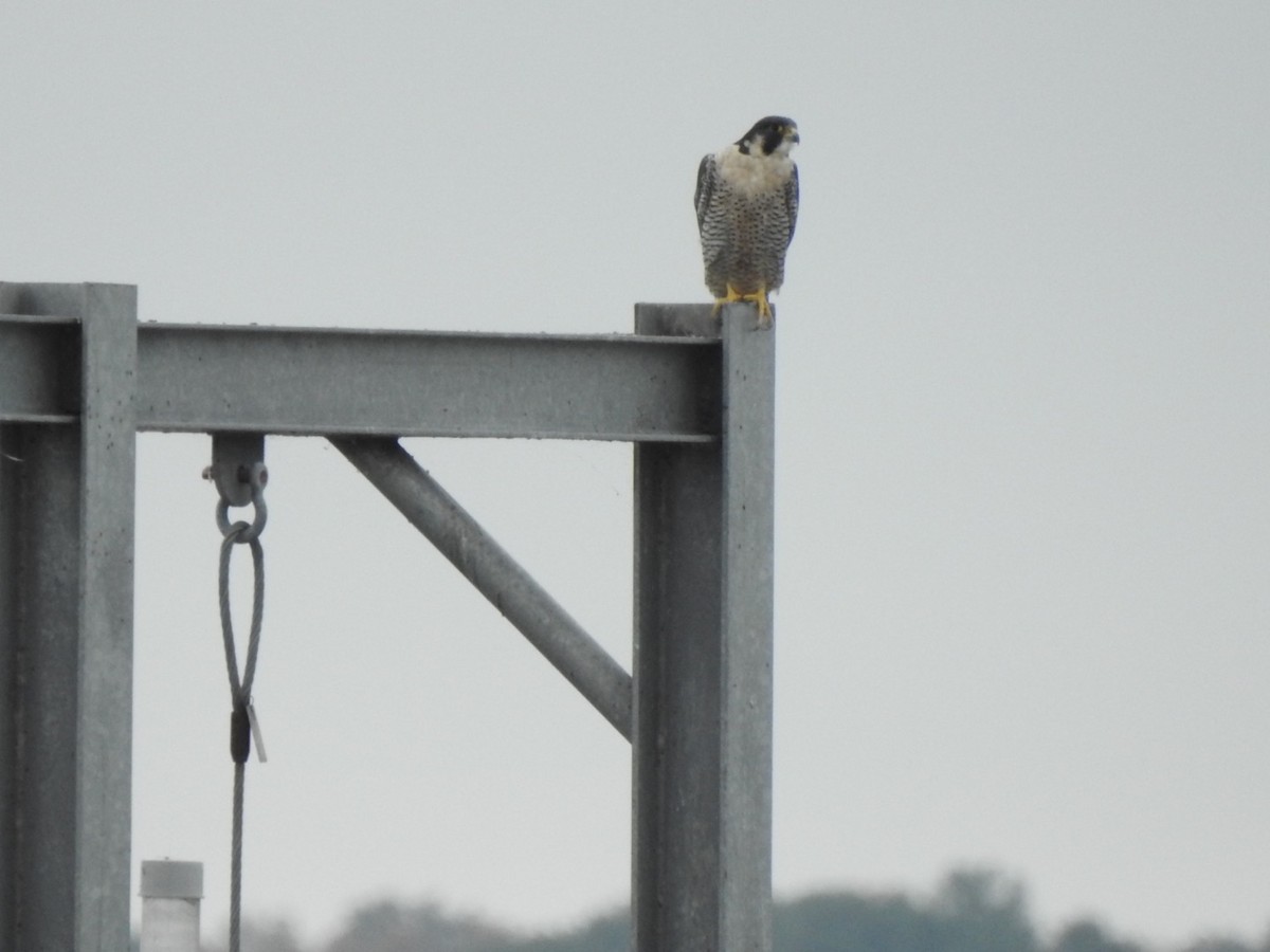 Peregrine Falcon - ML498084531