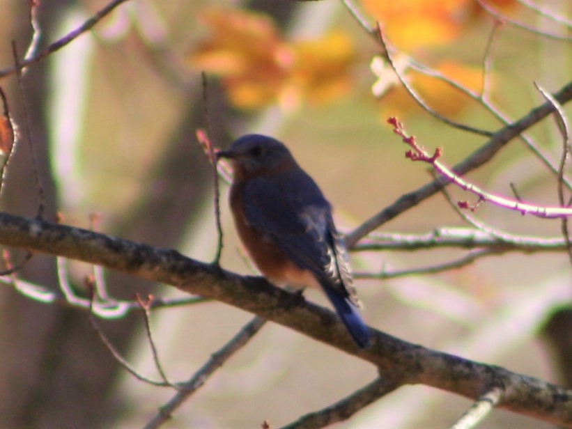 Eastern Bluebird - ML498084631
