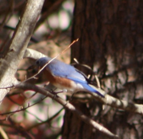 Eastern Bluebird - ML498084651