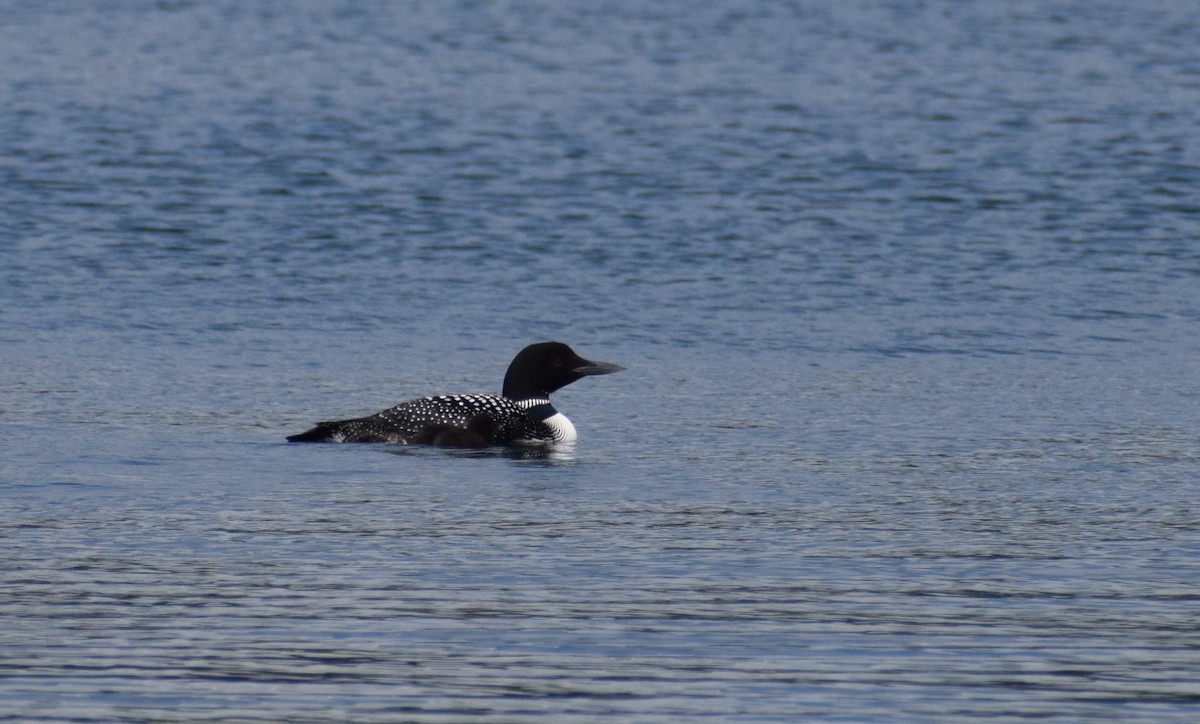 Common Loon - ML498085251