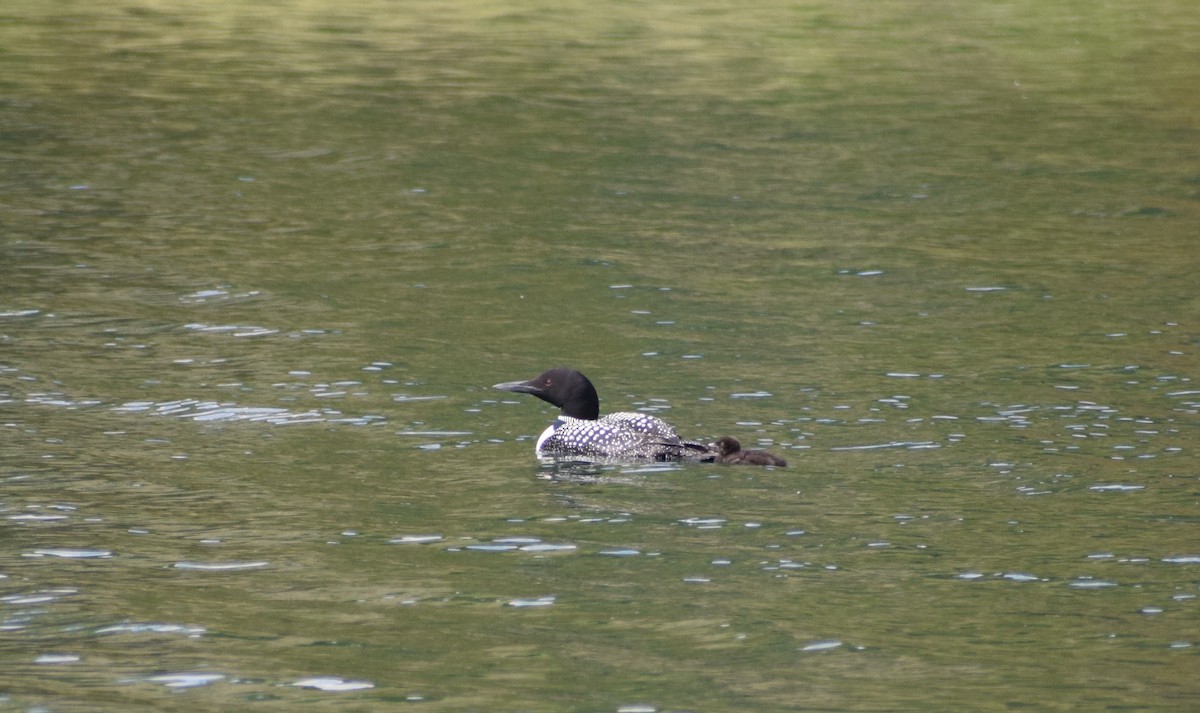 Common Loon - Dominique Blanc