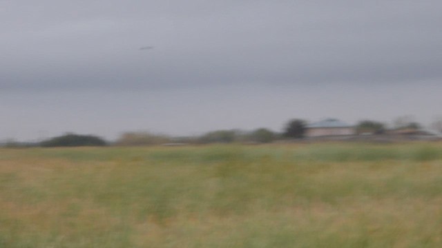 Western Marsh Harrier - ML498086161