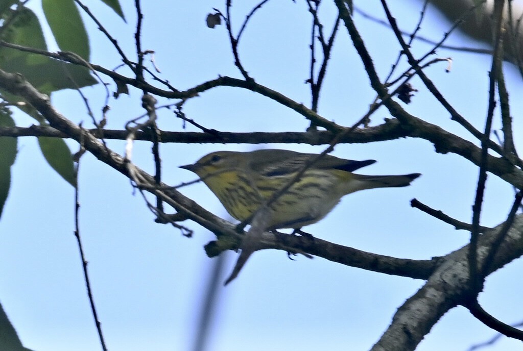 Cape May Warbler - ML498086501
