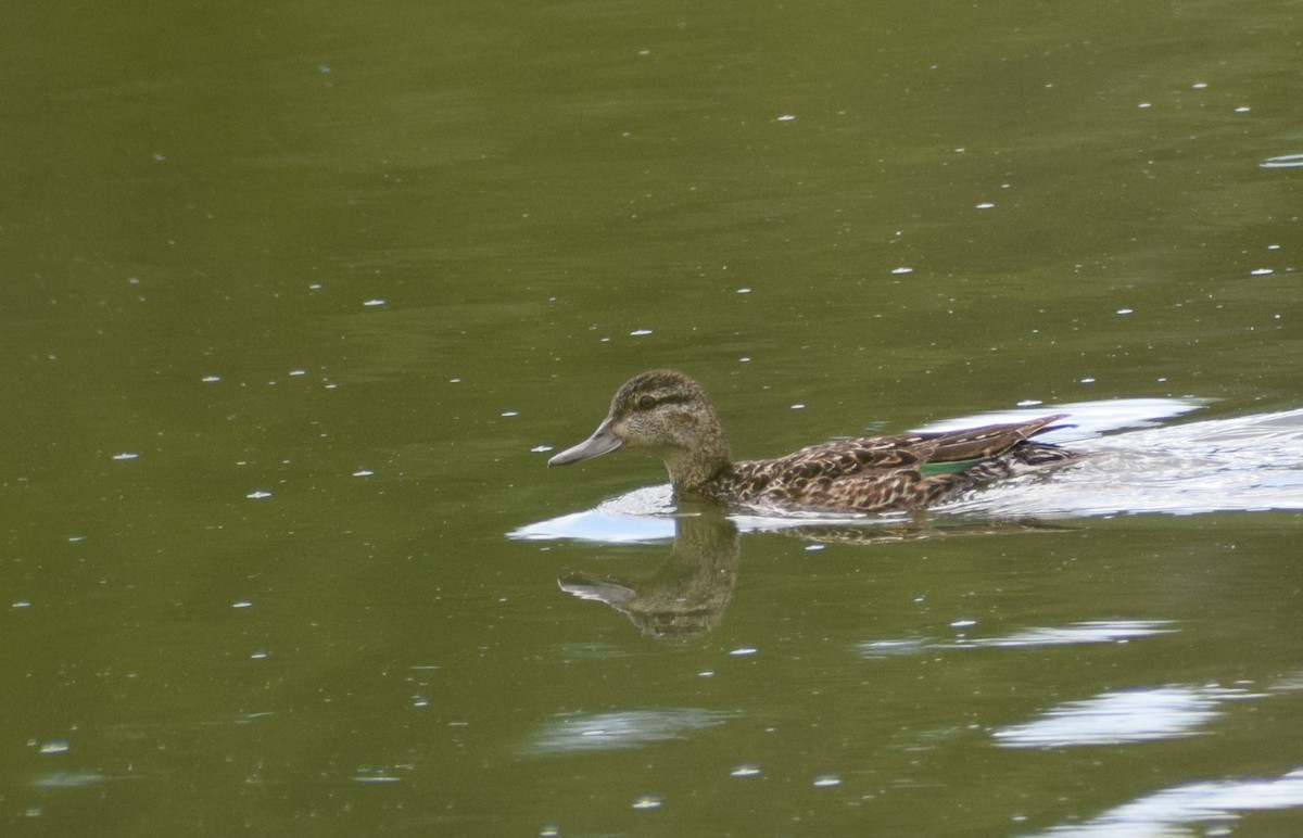 Green-winged Teal - Dominique Blanc