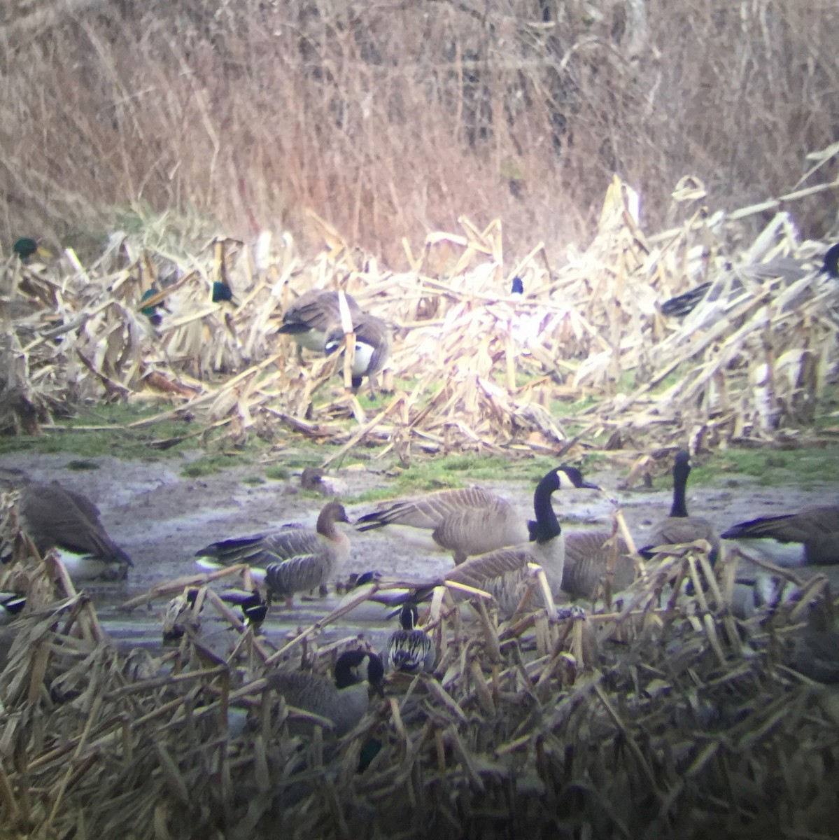 Pink-footed Goose - ML49809041