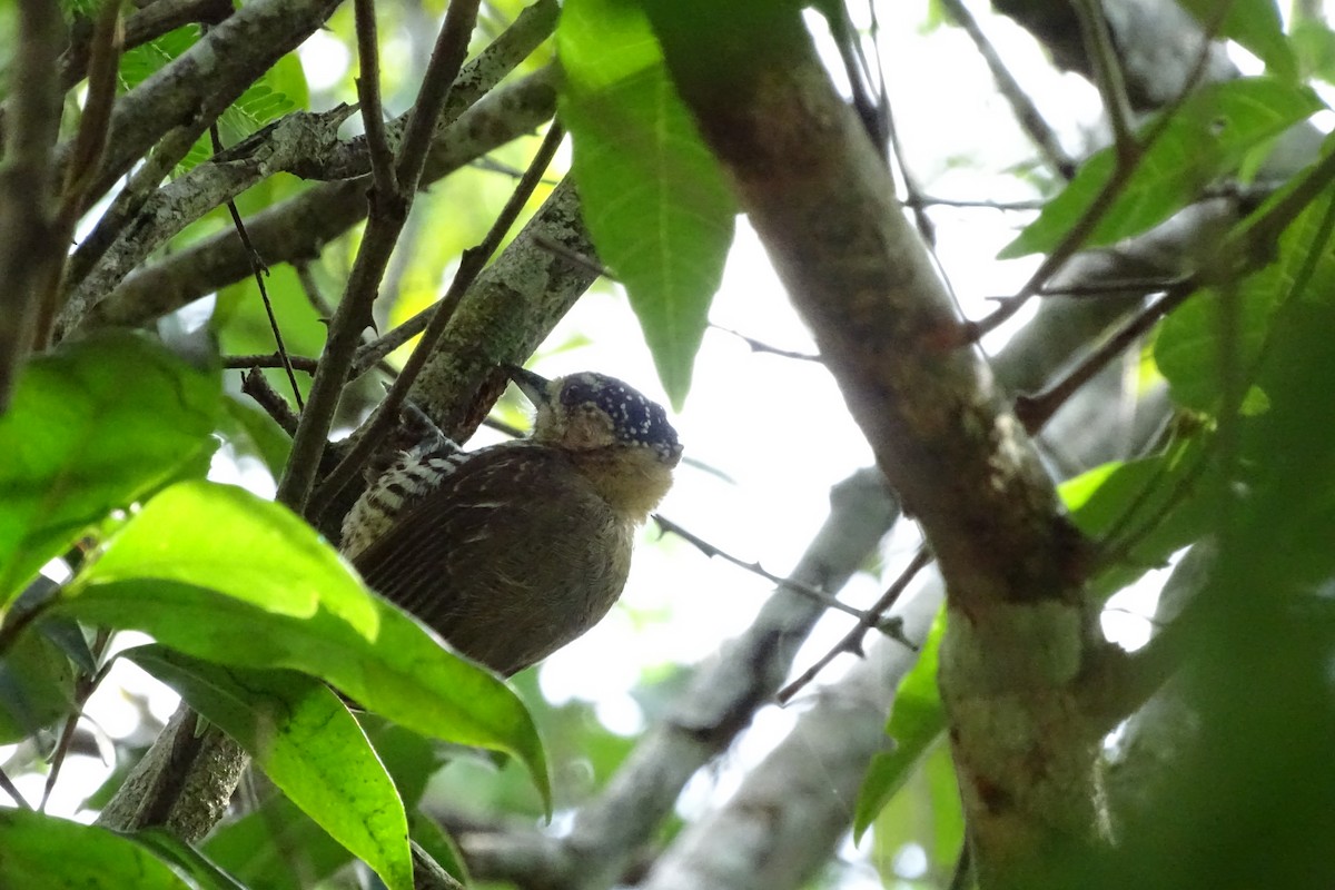 Ochre-collared Piculet - ML498091301