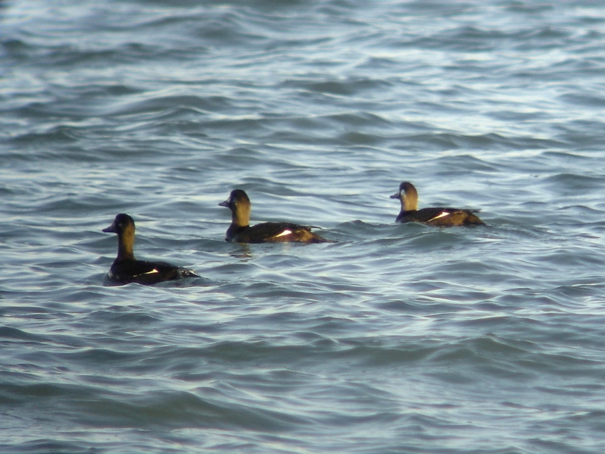 Velvet Scoter - Toni Mulet