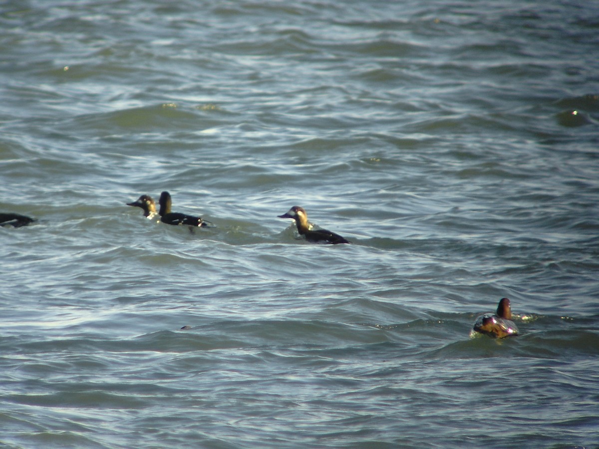 Velvet Scoter - Toni Mulet