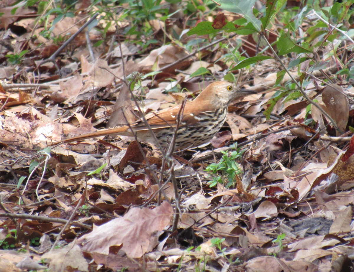 Brown Thrasher - ML49809191