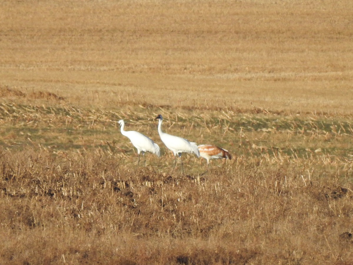 jeřáb americký - ML498092451