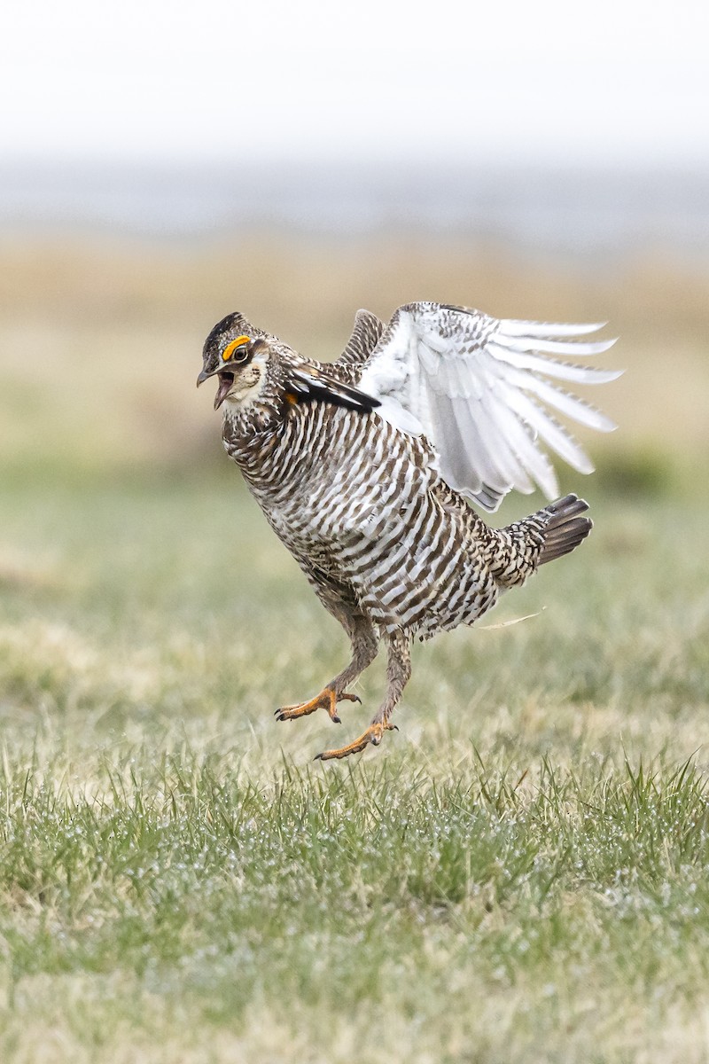 Greater Prairie-Chicken - Susanne Skyrm