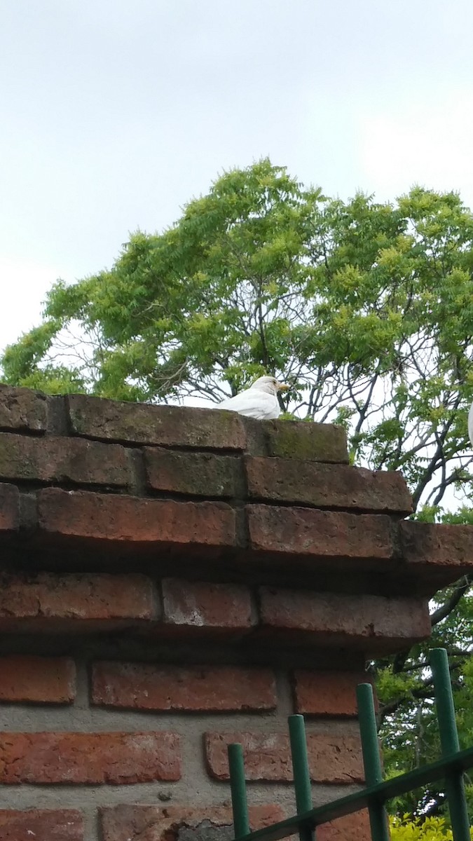 Rufous-bellied Thrush - ML498095481