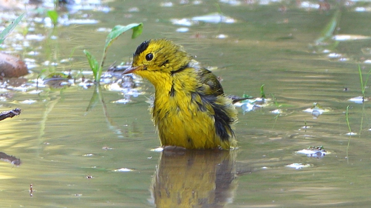 Wilson's Warbler - ML498096061