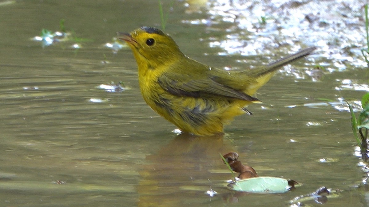 Wilson's Warbler - ML498096111