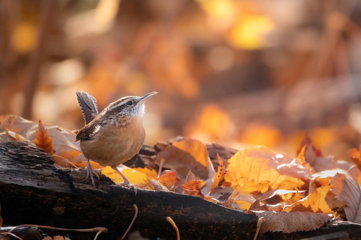 Carolina Wren - ML498096531