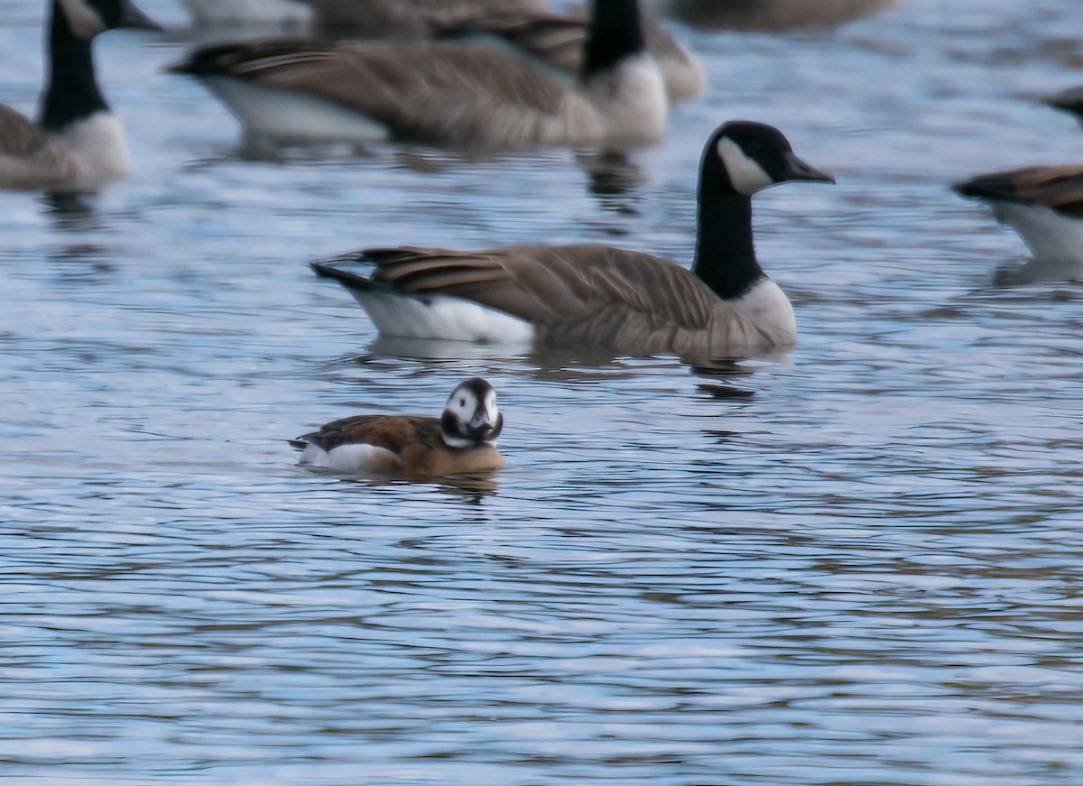 Long-tailed Duck - ML498097811