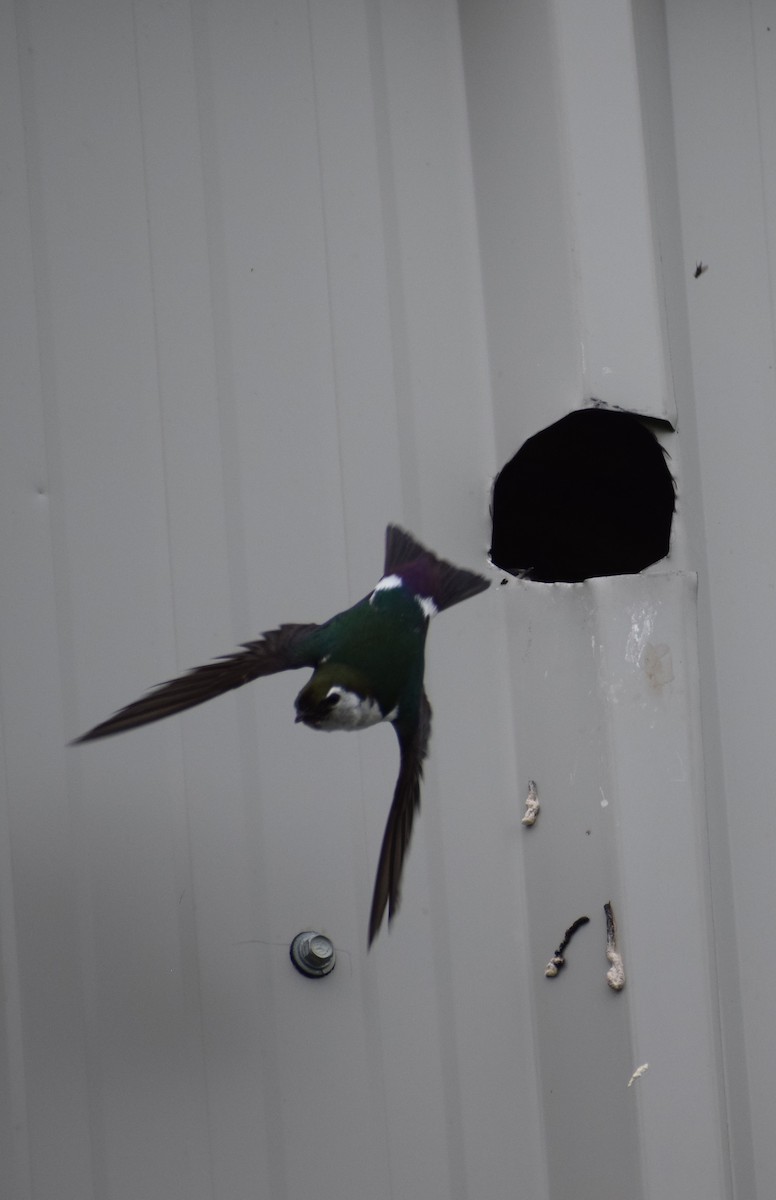 Violet-green Swallow - Dominique Blanc