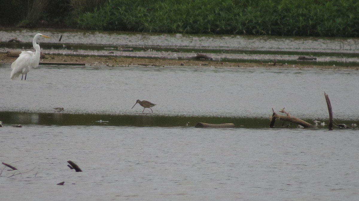 Long-billed Dowitcher - ML498099301