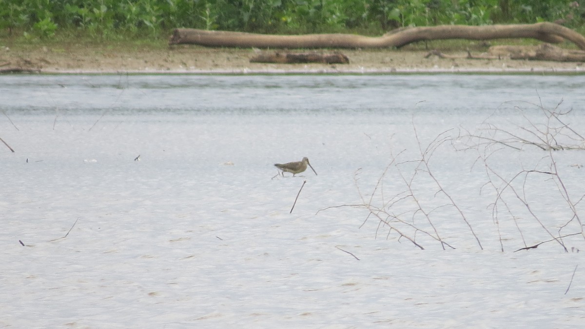 Long-billed Dowitcher - ML498099321