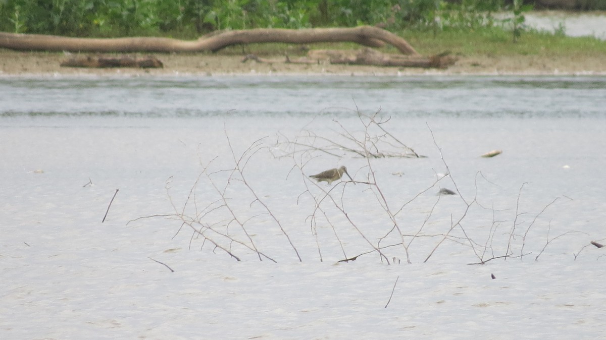 Long-billed Dowitcher - ML498099341