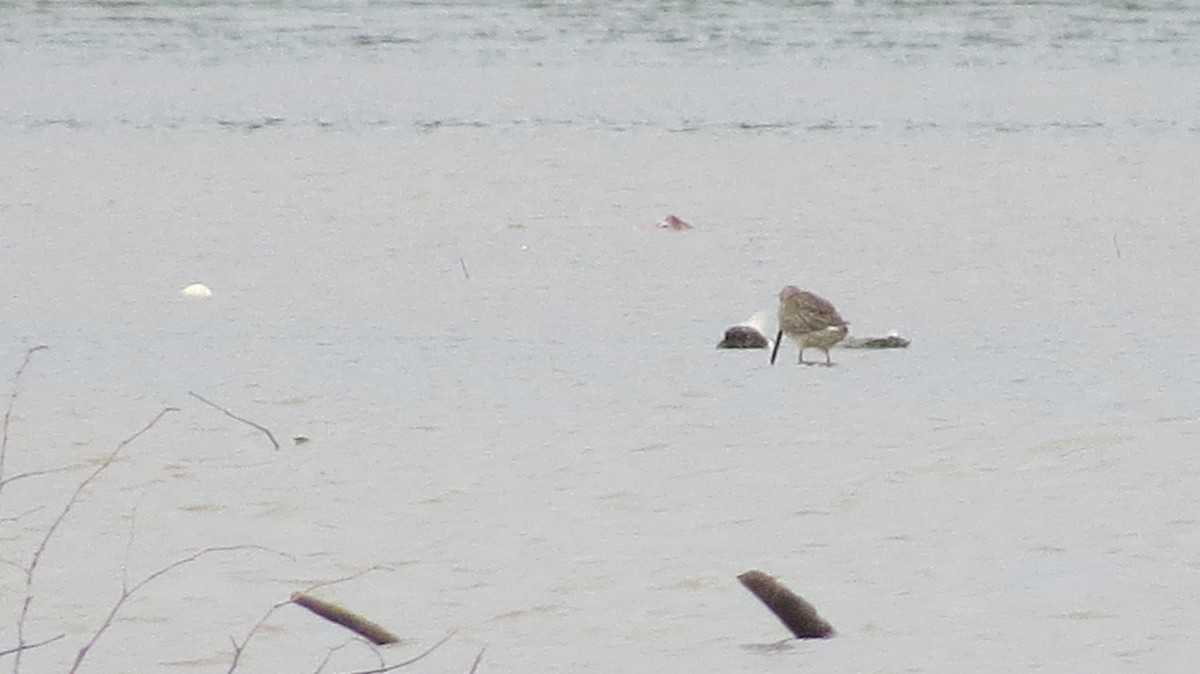 Long-billed Dowitcher - ML498099351
