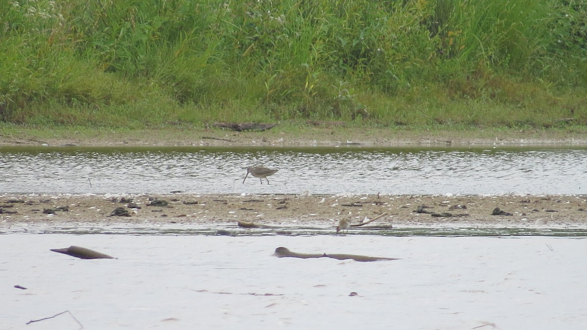 Long-billed Dowitcher - ML498099361